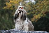 SHIH TZU 170